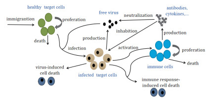 Stability And Hopf Bifurcation Analysis Of A HTLV Infection Model   1531 3492 2024 2 812 1 