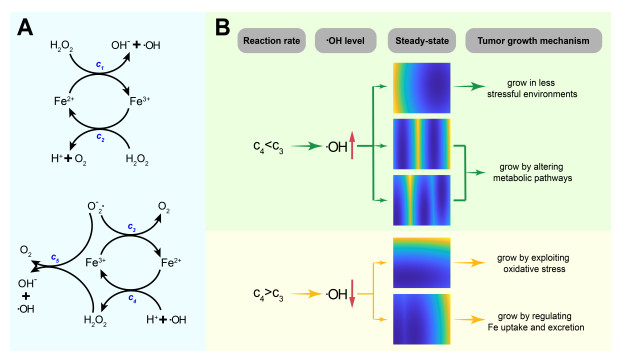 Qualitative behaviors of the Fenton reaction system
