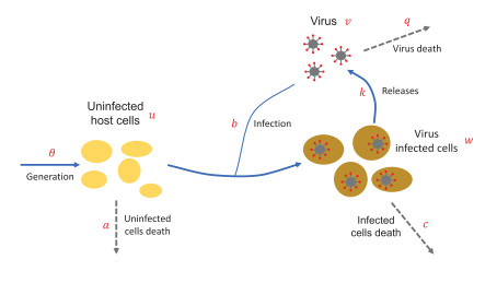 Nowak Infection Model Threshold propagation in a May-Nowak type degenerate reaction-diffusion ...