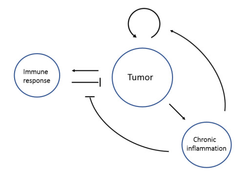 The influence of acute and chronic inflammations on tumor growth