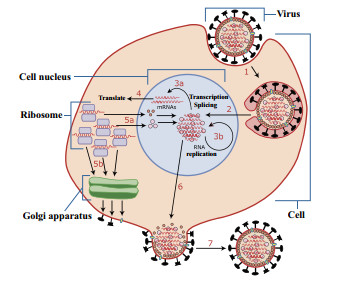 Nowak Infection Model Threshold propagation in a May-Nowak type degenerate reaction-diffusion ...