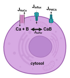 Mathematical modeling of local calcium signaling in neurons using ...