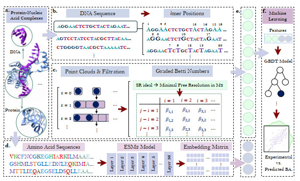 GBNL: Graded Betti number learning of complex biological data