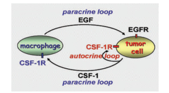 On a macrophage and tumor cell chemotaxis system with both paracrine ...